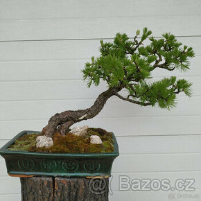 39 let bonsaj - Modřín evropský (Larix decidua)