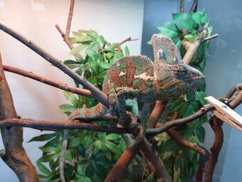 Chameleon jemenský včetně terária a příslušenství
