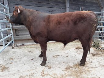 Prodám  plemenné býky Aberdeen Angus