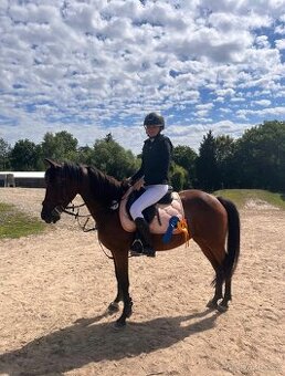Pony B klisna, WPBr