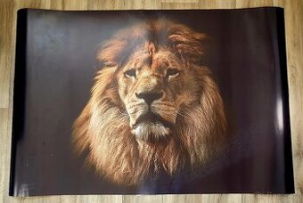 Prodám plakat lva 120x80cm