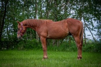 QH hřebec do sportu - TOP cowhorse/reining původ, super cena