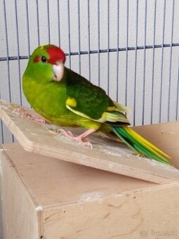 Kakariki
