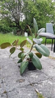Ficus