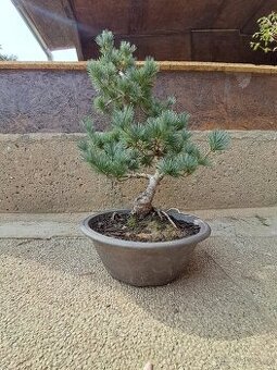 Bonsai Borovice
