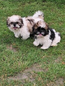Shih-tzu,sicu,shi-tzu - 1
