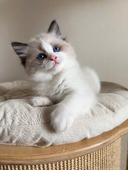 Ragdoll kocourek s PP