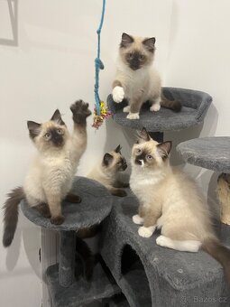Vymazlená ragdoll koťátka