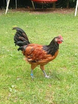 Kohouti🐔💕