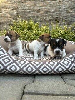 Jack Russell teriéra