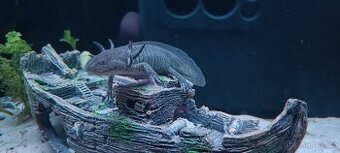 Axolotl mexický