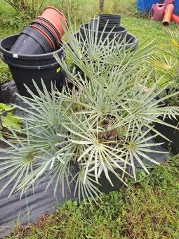 Palma chamaerops humils cerifera