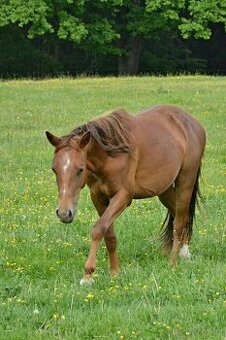 Quarter horse