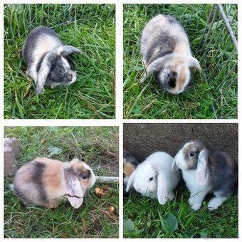 Prodám zakrslé králíčky beránky – odběr možný ihned