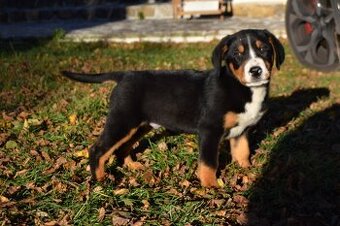 Velký švýcarský salašnický pes s PP