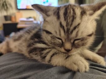 Nabizim britskeho whiskas kocourka bez PP