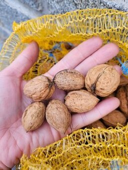 Vlašské ořechy - letošní