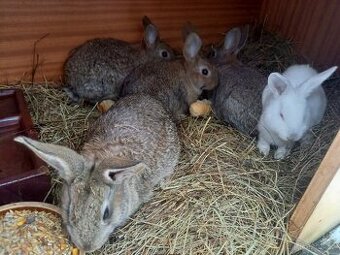 Mladé kraliky na dokrmení