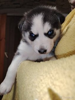Štěňata sibiřského husky