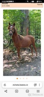 Klisny pony WPB 18 měsíců