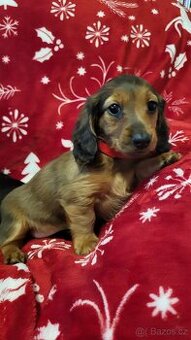 Jezevčík dlouhosrstý trpasličí