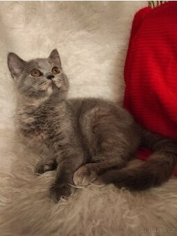 Britská koťata britské kotě