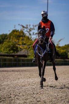 Equanadi-arabsky zrebec