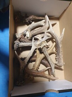 Parozi pro psy shozy - 1