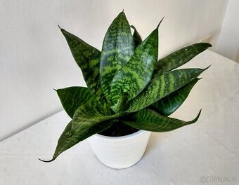 Sansevieria -tchýnin jazyk