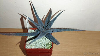 Aloe Parvula ( sukulent )