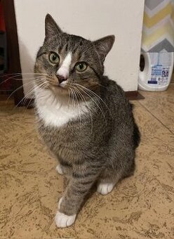 Daruji do dobrých rukou mazlivého kocourka