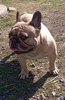 Francouzský buldoček s PP
