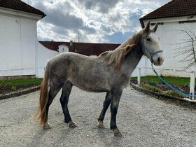 Starokladrubský koně - 1