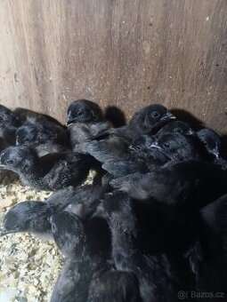 Ayam cemani - kuřata