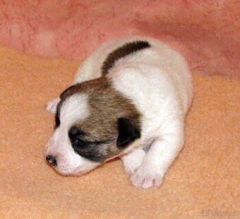 Jack Russell teriér – 4 fenky + 2 pejsci s PP k rezervaci