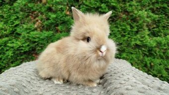 Zakrslý králík, králíček -(lvíček)-TESSIE