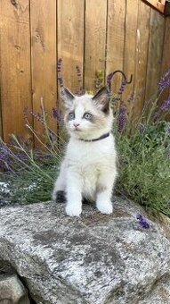 Kocourek plemene Ragdoll