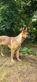 Malinois bez PP