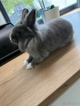 Zakrslý králík - Lionhead