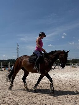 Prodám klisnu 8 let