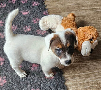 Prodám štěně (pejska) Jack Russell teriéra s PP
