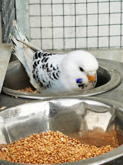 Andulka vlnkovaná TCB modrá řada, TCB krajková