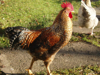 Prodám kohouta do chovu