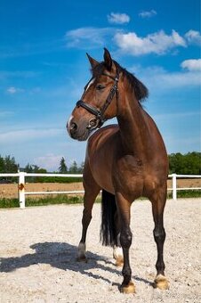 ČT - Valach 15 let Prodej/Pronájem