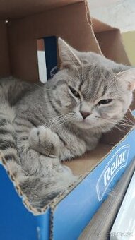 Nabízím kocoura whiskas stříbrný-lila ke krytí