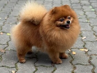 Pomeranian s PP ( FCI) -