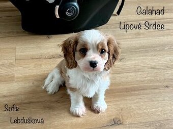 Vánoční štěňátko Kavalír s PP, Praha