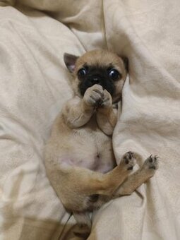 Čivava - drobná štěňátka s pp