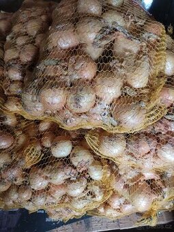 Račetická cibule na uskladnění