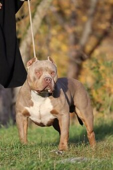 🔹 Krycí pes k dispozici – SBK Charbin 🔹